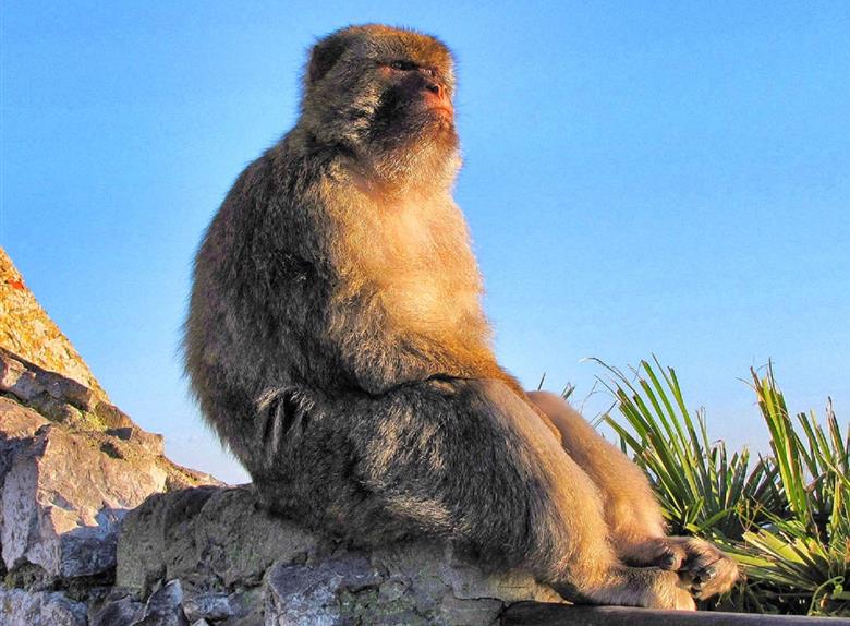 Excursion to Gibraltar from Costa de Sol