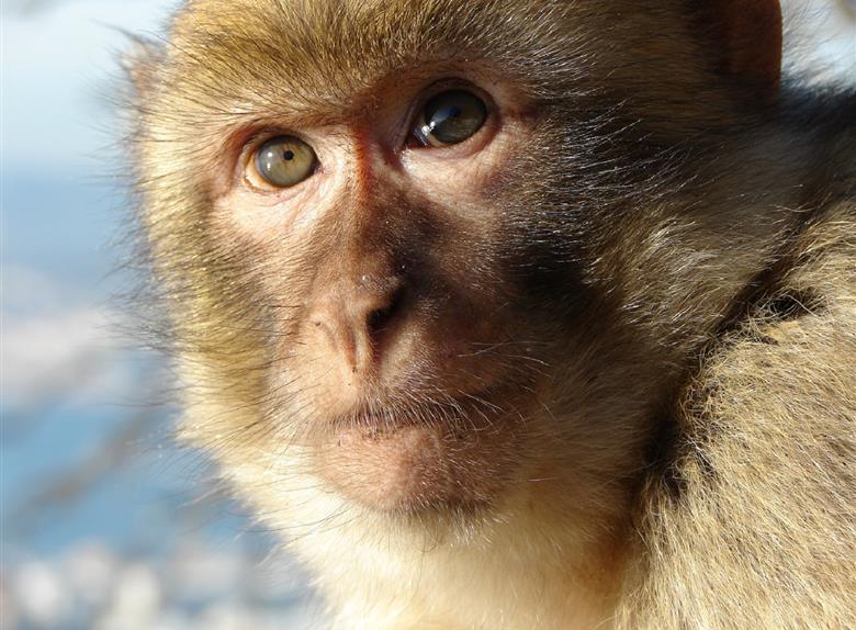 Excursion to Gibraltar from Costa de Sol