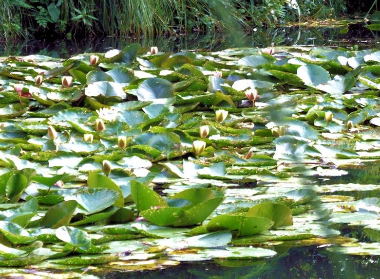 Visitto Giverny from Paris