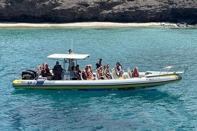 1.5-Hour Dolphin and Whale Watching Tour - What the Reviews Say