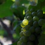 100% Champagne LOVER Tour:1 Iconic house visit+3 tastings & Lunch - Who Should Consider This Tour?