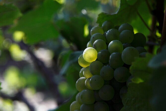 100% Champagne LOVER Tour:1 Iconic house visit+3 tastings & Lunch - Who Should Consider This Tour?