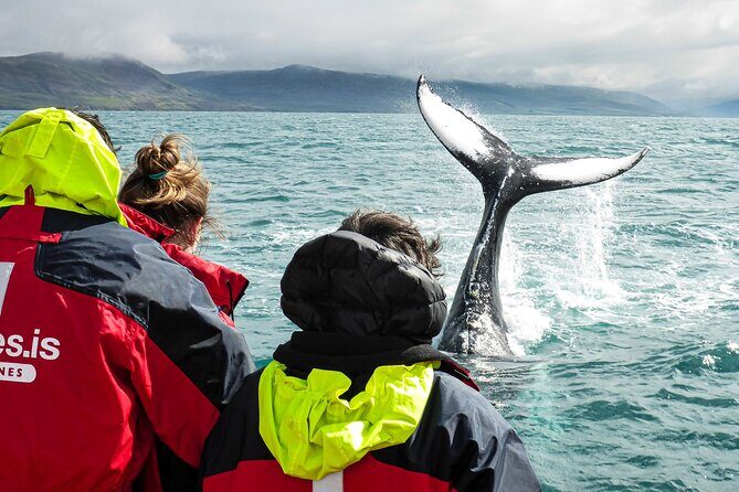 100% Whale Watching - What to Expect on Your Whales and Wildlife Adventure