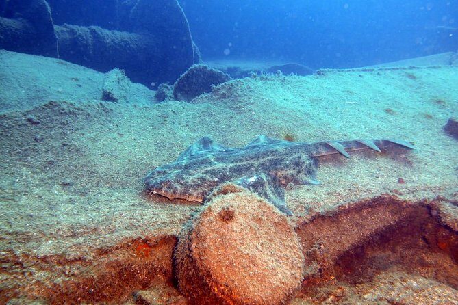 2 Dive Package for PADI Qualified Divers in Gran Canaria - Who Will Love This?