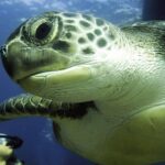 2 Diving Sites Scuba Diving Package in Gran Canaria - A Detailed Look at the Gran Canaria Diving Experience