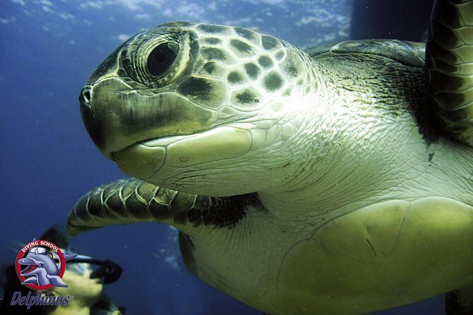 2 Diving Sites Scuba Diving Package in Gran Canaria - A Detailed Look at the Gran Canaria Diving Experience