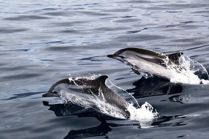 2-Hour Dolphin Watching Experience in Fuerteventura - Who Should Book This Tour?