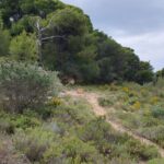 2-Hours 4X4 Tour in Spetses Safari - FAQ