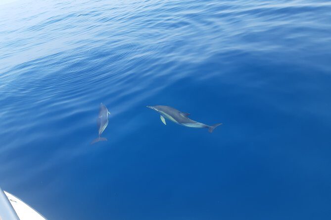 2 Hours Dolphin Watching in Marbella - Price and Value Consideration