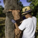 2hr Cork Tour in a Jeep - Exploring the Cork Forest Jeep Tour in Portugal