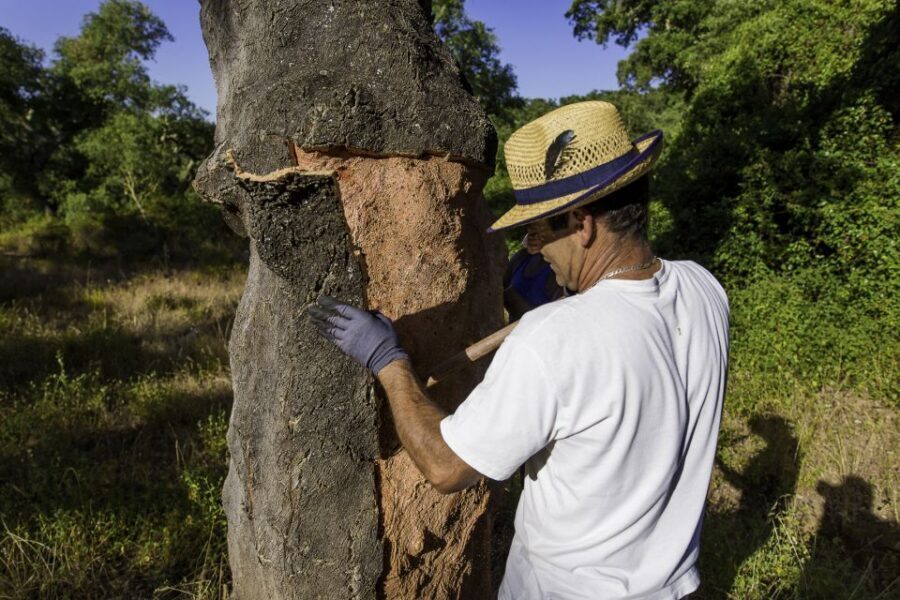 2hr Cork Tour in a Jeep - Exploring the Cork Forest Jeep Tour in Portugal