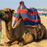 3 Countries in 2 Days: Spain, Gibraltar & Morocco with Hotel - Gibraltar: Natural Wonder and Famous Monkeys