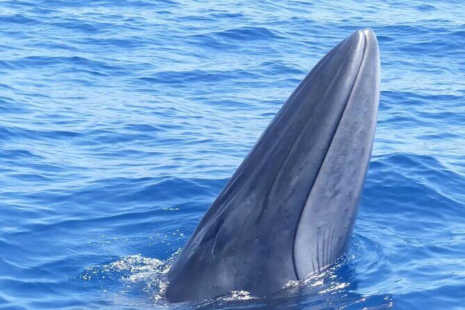 3-Hour Private Tour with Whale and Dolphin Watching - Practical Details and Why They Matter