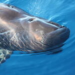 3H Shared Barrier-Free Cruise with Turtles Dolphins & Whales - A Detailed Look at the Tenerife Barrier-Free Marine Adventure