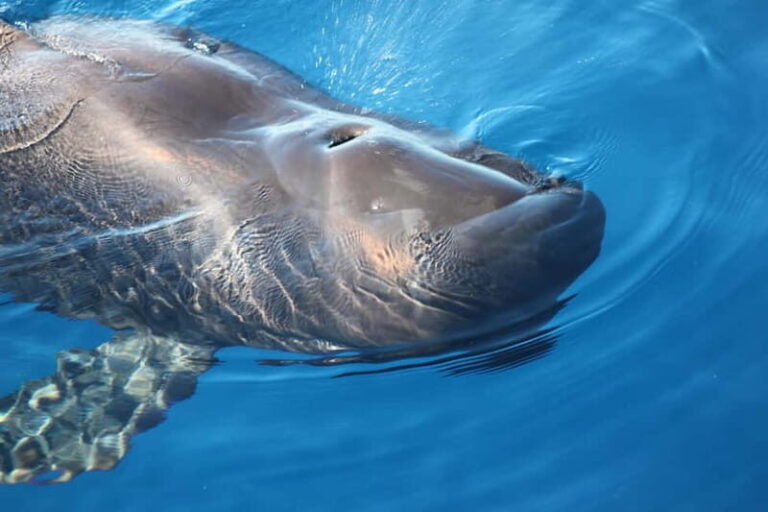 3H Shared Barrier-Free Cruise with Turtles Dolphins & Whales - A Detailed Look at the Tenerife Barrier-Free Marine Adventure