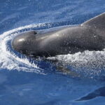 3h Whale Watching Share Tour Beneteau Oceanis 440 - Final Thoughts: Is This Tour Right for You?