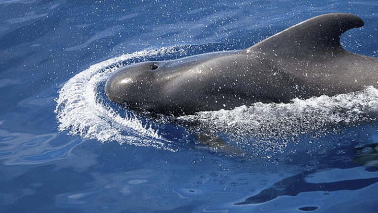 3h Whale Watching Share Tour Beneteau Oceanis 440 - Final Thoughts: Is This Tour Right for You?
