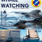 3h Whale watching Share Tour Costa Adeje Lina7 Mizendoha - Who Will Love This Tour?