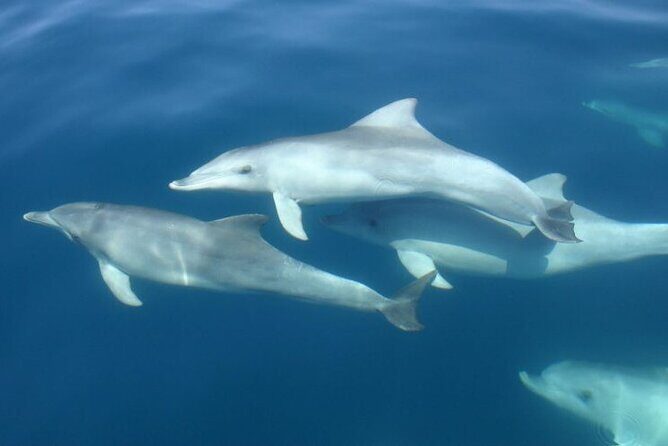 3hours all inclusive Sunset&Dolphin Tour from Medulin on Sandra - Who Would Love This Tour?