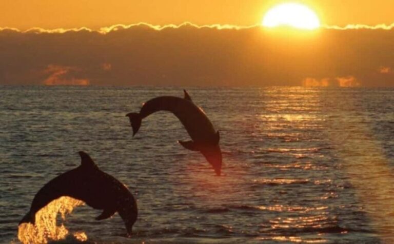 3hours Dolphin Sunset watching with unlimited drinks +dinner - An In-Depth Look at the Experience