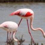 4x4 Camargue Safari 4h - Departure from Arles - Who Will Love This Tour?