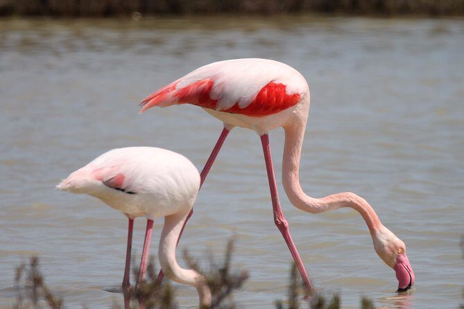 4x4 Camargue Safari 4h - Departure from Arles - Who Will Love This Tour?