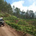 4x4 Safari Half day Poncha, Mountains, Vineyards and Cabo Girão Small group - The Stops and Highlights