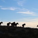4X4 Tour - Discovering Serra d´ Arga - FAQs