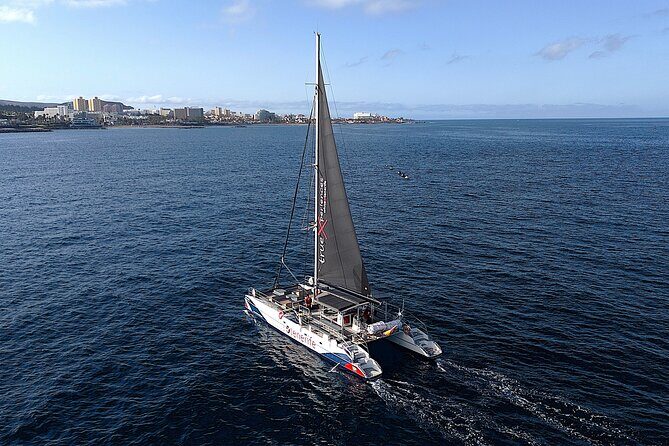 5 hrs. Watching and listening whales and dolphins visiting Los Gigantes - The Itinerary in Detail