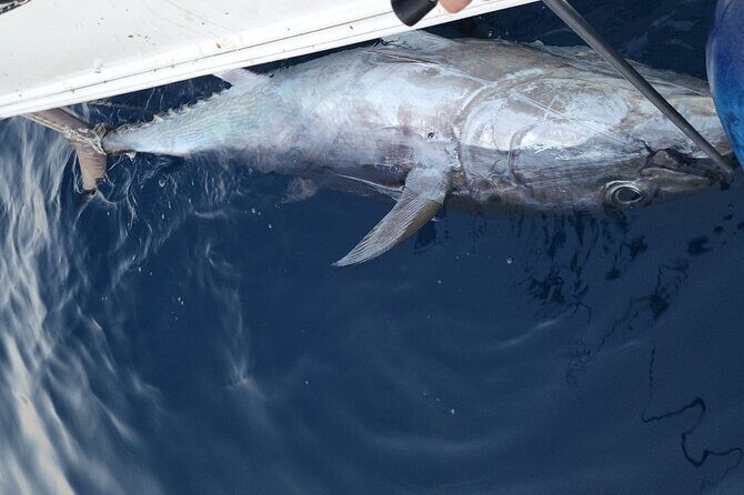 8-Hour Big Game Fishing Adventure - How Does It Value for Money?