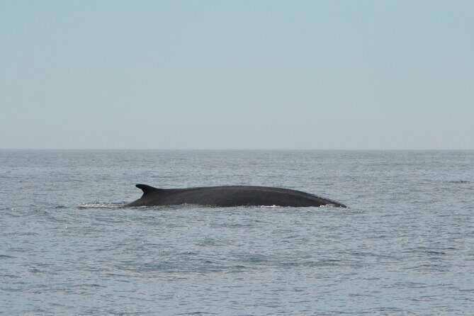 8-Hour Whale Watching in Barcelona - The Value of This Experience