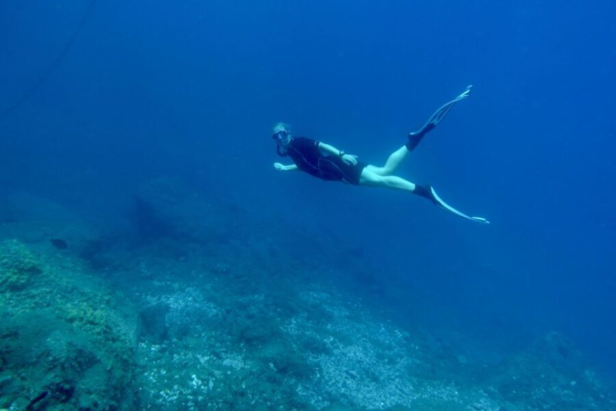 Abades: Guided Snorkeling Tour with Photos - The Marine Life You Might Encounter