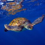 Abades: Paddle Surf and Snorkel with Turtles in a Volcanic Reef - The Itinerary Breakdown