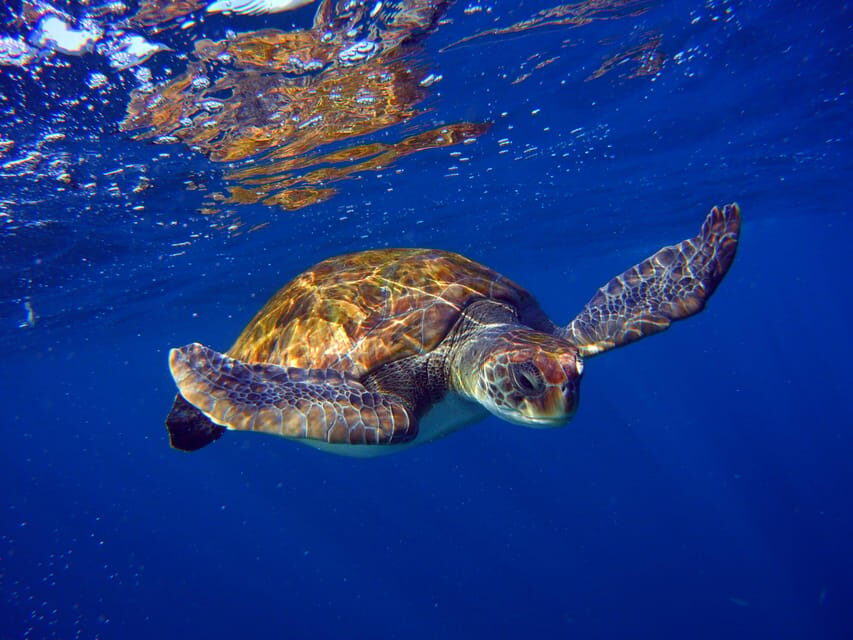 Abades: Paddle Surf and Snorkel with Turtles in a Volcanic Reef - The Itinerary Breakdown