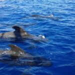 Adeje Classic Schooner: Whales, lunch & Los Gigantes Cliffs - The Itinerary Breakdown