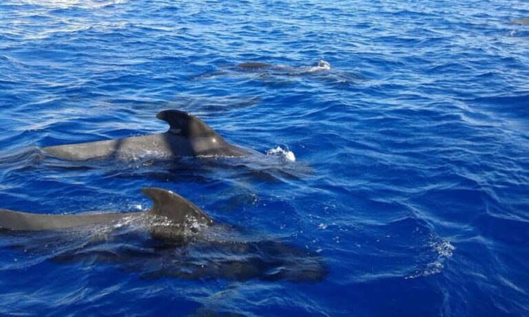 Adeje Classic Schooner: Whales, lunch & Los Gigantes Cliffs - The Itinerary Breakdown