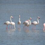 Afternoon birdwatching at Lagoa dos Salgados - FAQs