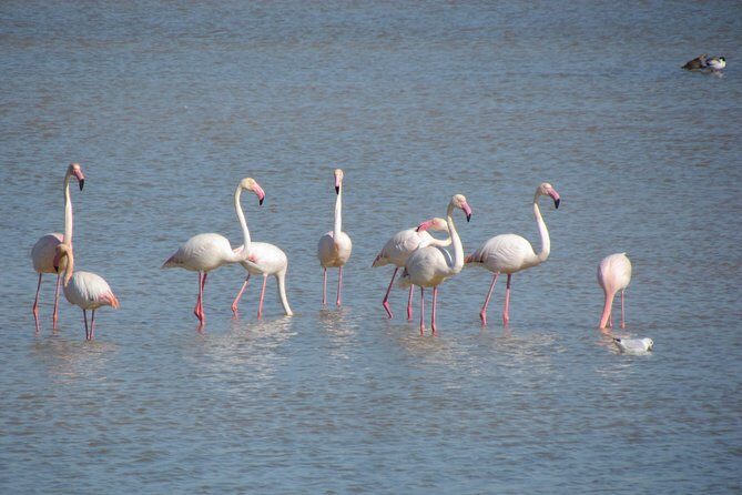 Afternoon birdwatching at Lagoa dos Salgados - FAQs