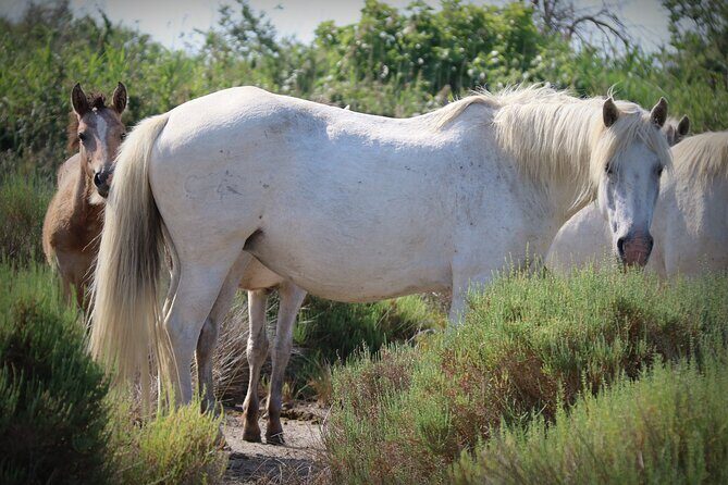 Aigues Mortes: 4x4 photo safari in the Camargue - Final Thoughts