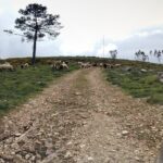 Aire & Candeeiros: Nature, Fossils and Forgotten Traditions - Who Should Consider This Tour?