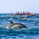 Albufeira: 2.5-Hour Private Dolphin & Benagil Caves tour - Why This Tour Offers Value