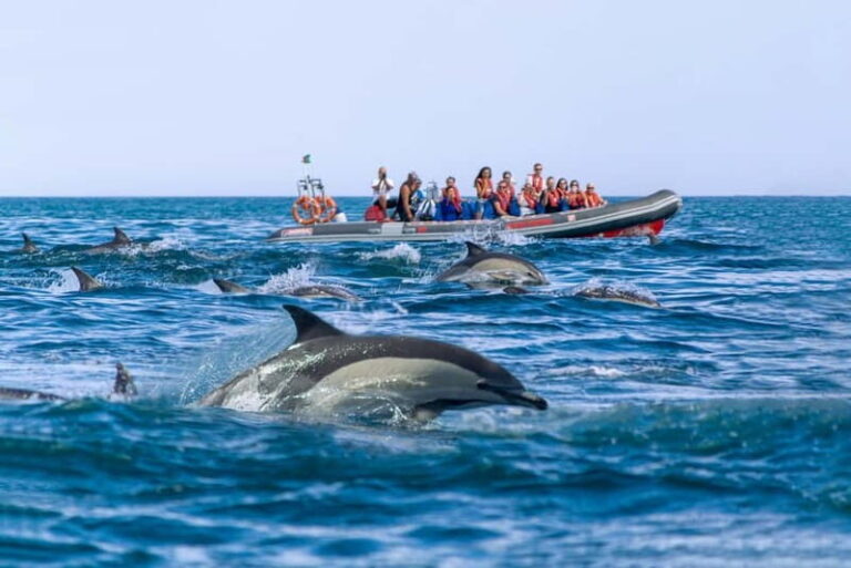 Albufeira: 2.5-Hour Private Dolphin & Benagil Caves tour - Why This Tour Offers Value