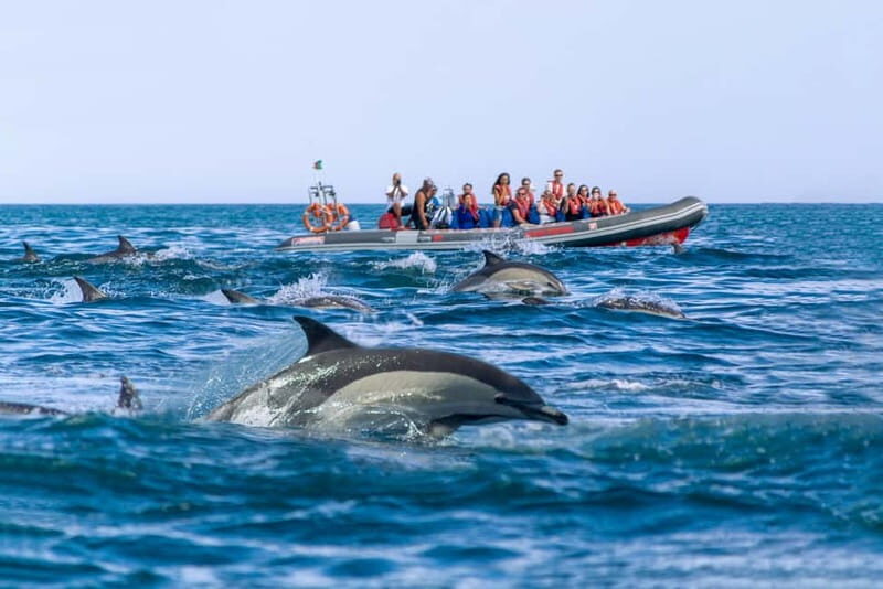 Albufeira: 2.5-Hour Private Dolphin & Benagil Caves tour - Why This Tour Offers Value