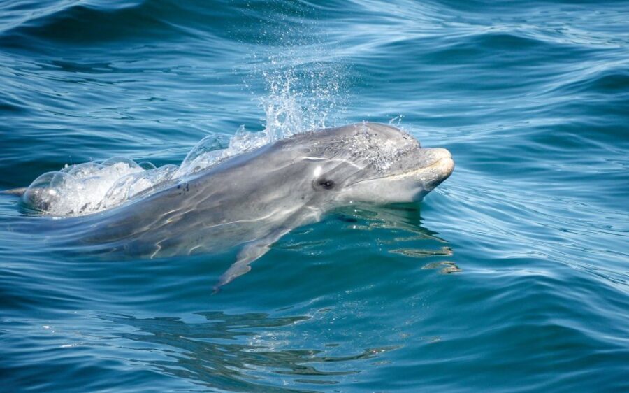 Albufeira: Dolphins, Benagil Caves and Coastline Boat Tour - The Value of the Experience