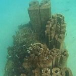 Albufeira: Double Ocean Dive for Certified Divers - Why This Tour Offers Great Value