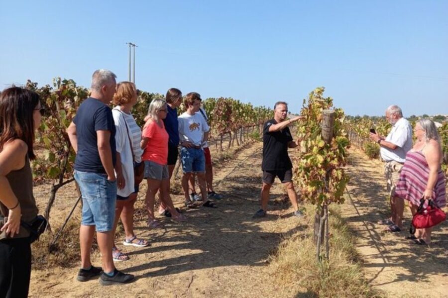 Albufeira/Vilamoura: Winery Tour with Wine Tasting and Tapas - Who Should Consider This Tour?