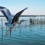 Albufera Natural Park with a Boat Tour from Valencia - Who Should Consider This Tour?
