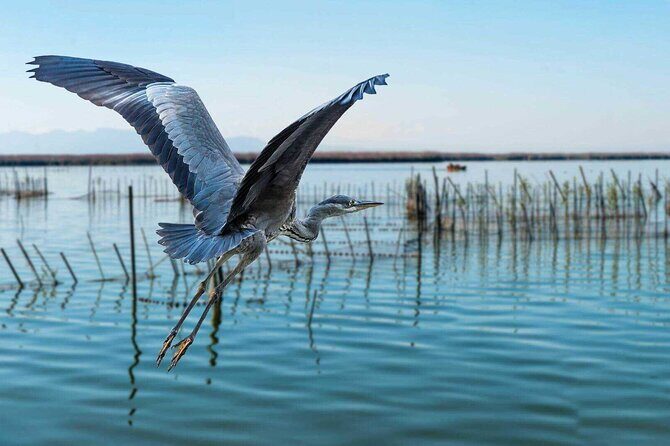 Albufera Natural Park with a Boat Tour from Valencia - Who Should Consider This Tour?