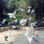 Alcazar, Cathedral, Plaza De España And Maria Luisa Park Private Tour - FAQs