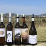 Alcúdia/Can Picafort: Guided Vineyard Visit and Wine Tasting - A Close Look at the Vineyard Tour Experience
